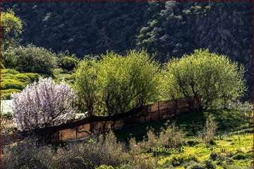 Manto de tonos blancos y rosas en Gran Canaria (Reportaje gráfico de Ildefonso Rodríguez)